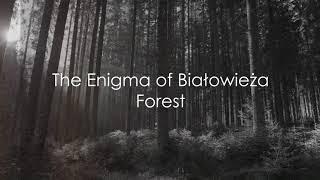 Discovering Białowieża Forest - A Natural Jewel of Poland and Belarus