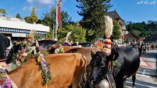 Cow Parade Emmental Switzerland | Alpabfahrt Alpabzug Désalpes | Countryside life 4K