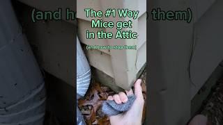 How to keep mice from getting into the attic #diy #homeimprovement #shorts