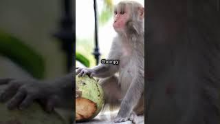 These two monkeys have some big beef stay tuned and see what happens!! #funny #animals #familyfun