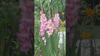 글라디올러스(칼꽃)이 아름답게 피었어요. #테네시 #이민생활 #garden