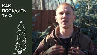 Как правильно посадить тую 1,5-2 м Все, что нужно знать о посадке туи