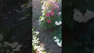 Розотерапія вам.