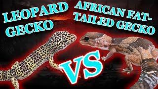Leopard Gecko VS. African Fat-Tailed Gecko!!