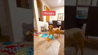 My TALKING DOG is obviously STARVING!  #shorts #dogshorts #talkingdog #smartdog