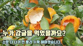 감귤을 먹는 범인은 누구일까요? 아직 수확할 무농약감귤이 많지만 부지런히 감귤을 수확해봅니다. 숨비재 제주농부