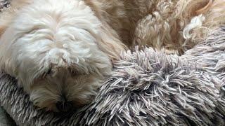 From Chill Mode to Dreamland Tedi The Dog With Passport to Travel is live!