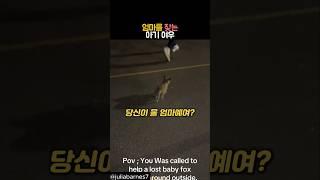 엄마를 찾는 아기 여우 #동물 #여우