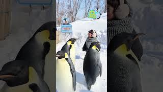 4400: Toddler blends in with penguins in China