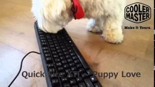 Cooler Master Quick Fire XTi - Puppy Love (short)