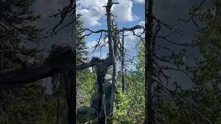 Терапия путешествиями. Корявая красота.