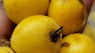 so satisfying to watch, picking fruit from a tree #loquats