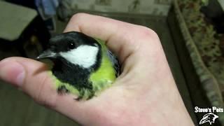 Great Tit In The Trap