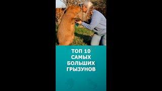 Топ 10 самых больших грызунов #шортс #грызуны  #нтересное #топ10 #shorts #комарик