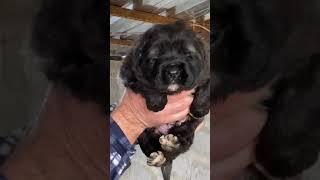 +995 555 73 40 73 კავკასიური ნაგაზი, Caucasian (GEORGIAN) Shepherd - kavkasiuri nagazi