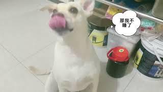 看见主人收拾东西准备回老家，狗狗赶紧把自己的玩具零食都拿来叫主人放袋子#萌宠出道计划 #拉布拉多##不养狗不知道养狗的乐趣