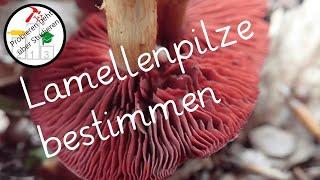 Lamellenpilze systematisch bestimmen – auch als ANFÄNGER  