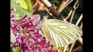 Beautiful Butterfly Green-Veined White (Pieris napi) - Rapsweißling Schmetterling