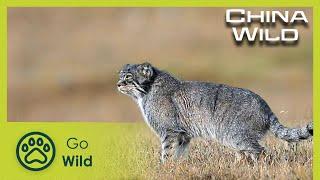 Grasslands | China Wild 1/5 | Go Wild