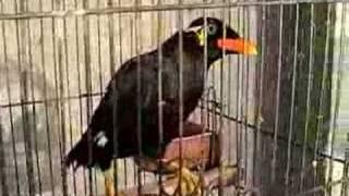 Chinese speaking Mynah Birds