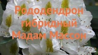 Рододендрон гибридный Мадам Массон  обзор: как сажать, саженцы рододендроны Мадам Массон