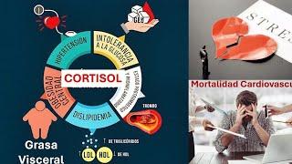 Grasa visceral, Cortisol y Rieso Cardiovascular. El colesterol que era fuera de la ecuación