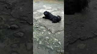 Adorable Small Black Shih Tzu Playing Her New Toys!