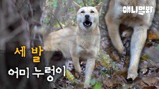 새끼들이 그리워 세 발로 산속을 헤메는 누렁이의 사연ㅣStory Of A Dog Who Wanders Around Looking For Her Puppies