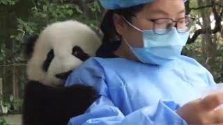 A baby panda (MengLan) wants a kiss from nanny Mei