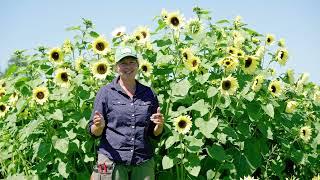 Sunflower Growing Tips: Single-Stem vs. Branching