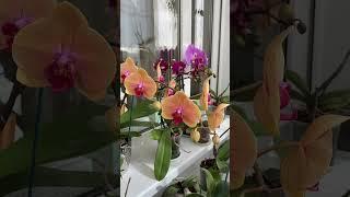 ️#orchids #phalaenopsis #орхидеи #орхидеидома