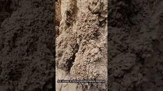 Ant House in Africa Jungle | Abuko Nature Reserve Gambia West Africa | adventure