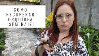 COMO RECUPERAR ORQUÍDEA SEM RAIZ? | VEJA COMO ENRAIZAR SUAS ORQUÍDEAS DE FORMA FÁCIL!