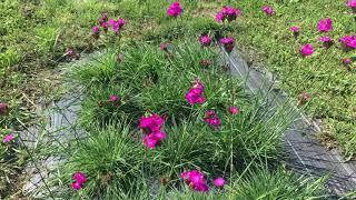 Goździk kartuzek, Dianthus carthusianorum