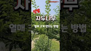 텃밭 자두나무 열매 크게 만드는 방법 - 영양 손실 줄이기 #자두나무 #자두 #도장지제거