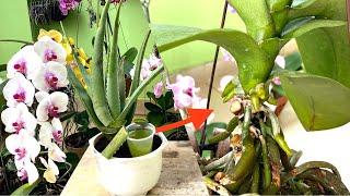 A Little Aloe Vera Juice Helps Orchids Regulate Growth And Healthy Roots