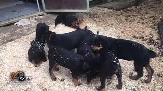 Mediengestaltung Rottweiler Welpen