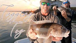 TAGGING TOG in Ocean City, MD!  Inlet and Jetty fishing for Blackfish / Tautog