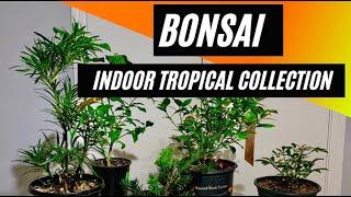 Bonsai - New Indoor Tropical Collection