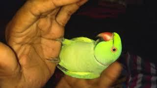 Sunil Maity video