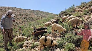 Secrets of Iranian Nomad Life|The Story of a Father,Daughter,and Sheep in the Heart of the Mountains