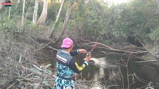 BANYAK NYA POHON KAYU TUMBANG JADI SARANG IKAN GABUS