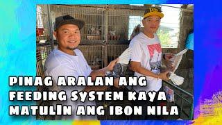 FEEDING SYSTEM NG RED BARAKO LOFT- EDMAR CRUZ & DANIEL CRUZ |Reggie Cruz Loft & Aviary