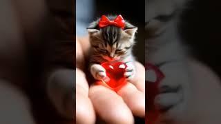 Ласковый котик 