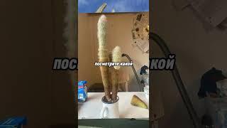 Кактус здорового человека vs кактус курильщика