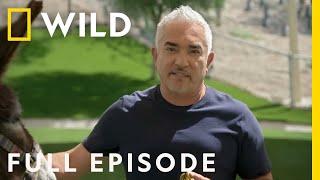 Jurassic Pack: Part 2 | Cesar Millan: Better Human Better Dog | Nat Geo Wild