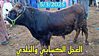 اليوم من سوق الأربعاء الفقيه بن صالح العجل الكسابي والعجلة كسابية والبلدي تاريخ 5/3/2025 فرج ممتعة 