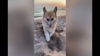 С моря привет!! ️ Крым. Витино. Чёрное море.
