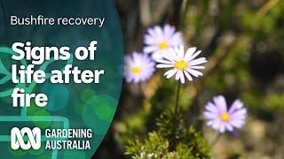 Signs of life after fire | Bushfire recovery | Gardening Australia