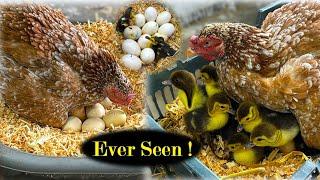 Angry Hen Harvested Eggs to Baby DUCKS - Amazing egg HATCHING